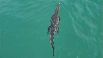 Resguardan cocodrilo localizado en el lago del parque Tezozomoc, en Azcapotzalco