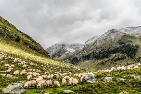 Reducen a la mitad &aacute;reas aptas para pastoreo mundial por efecto del cambio clim&aacute;tico