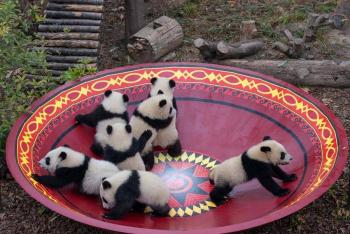 Pandas gigantes cachorros protagonizan mensaje de A&ntilde;o Nuevo chino en China