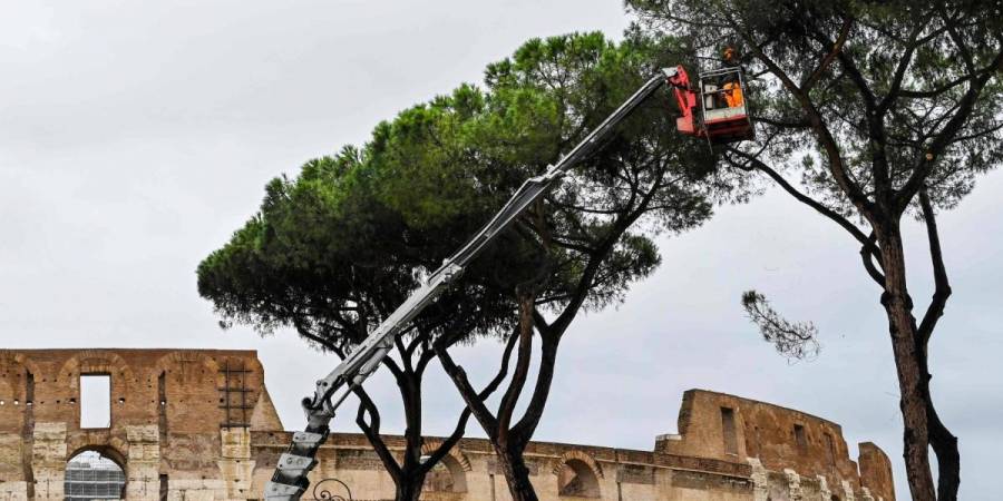 Roma inicia tala de pinos piñoneros en riesgo de desplome en el Foro Romano
