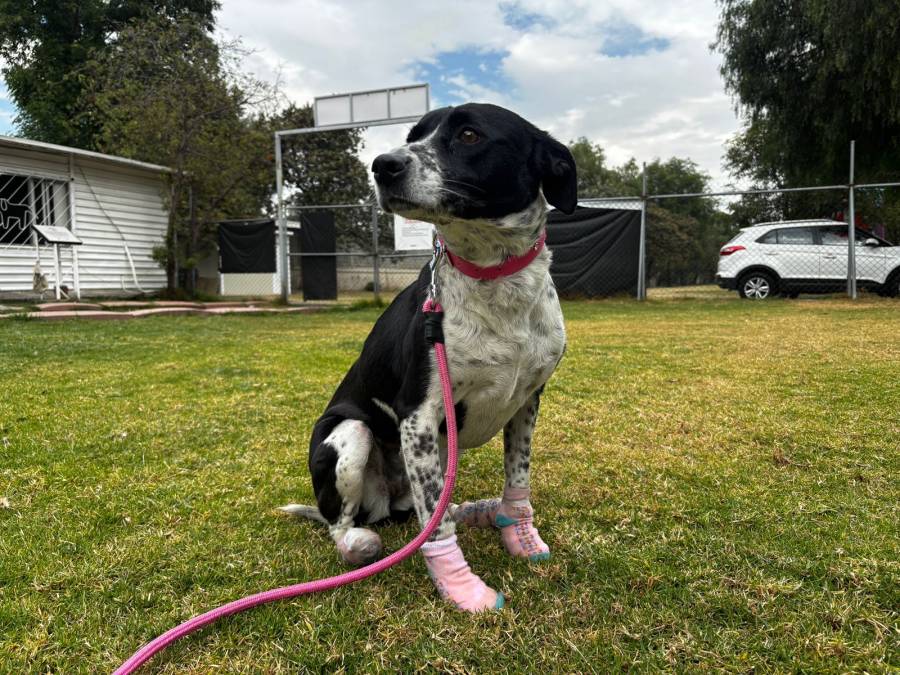 Perritos rescatados del Metro buscan hogar en el mes del amor y la amistad