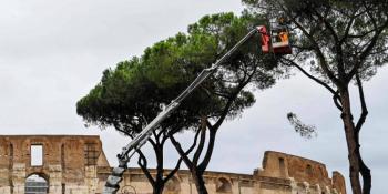 Roma inicia tala de pinos pi&ntilde;oneros en riesgo de desplome en el Foro Romano