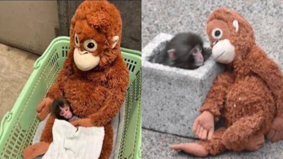 Punch, el macaco japon&eacute;s que encontr&oacute; consuelo en un peluche, ya fue aceptado por su manada