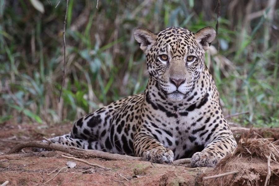P&eacute;rdida cr&iacute;tica de territorio del jaguar en M&eacute;xico pone en alerta a cient&iacute;ficos