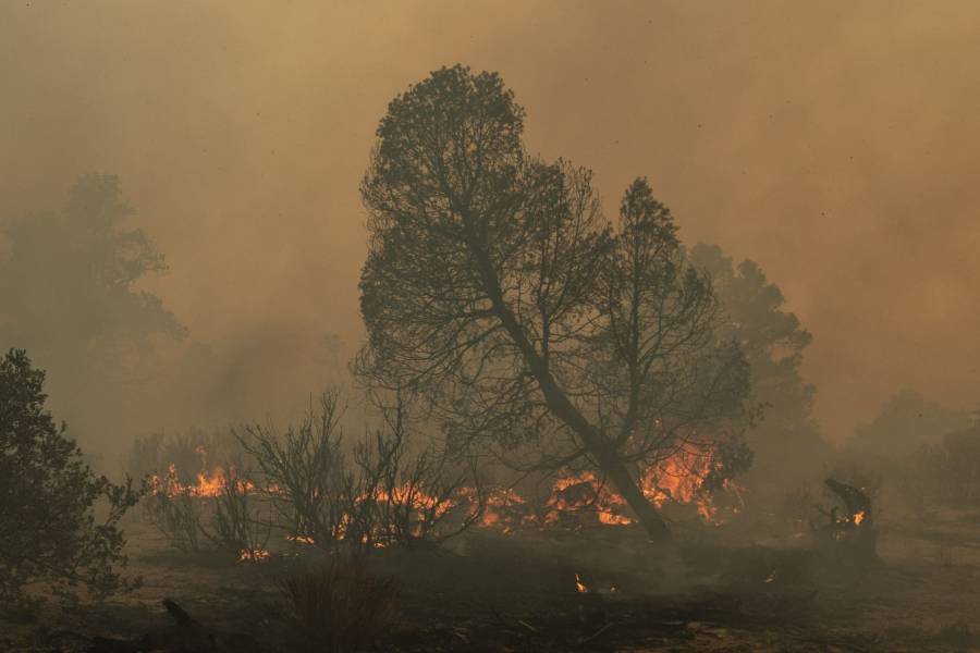 Seis incendios forestales activos en San Luis Potosí; brigadistas refuerzan operativos