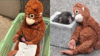 Punch, el macaco japon&eacute;s que encontr&oacute; consuelo en un peluche, ya fue aceptado por su manada