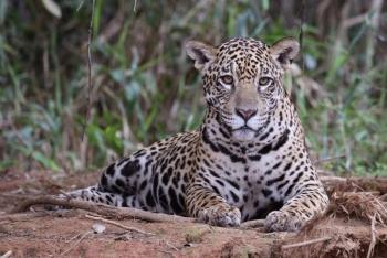 P&eacute;rdida cr&iacute;tica de territorio del jaguar en M&eacute;xico pone en alerta a cient&iacute;ficos