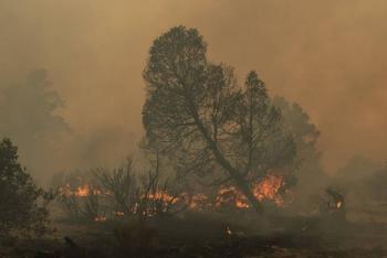 Seis incendios forestales activos en San Luis Potos&iacute;; brigadistas refuerzan operativos