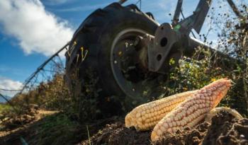 Simplifica AGRICULTURA tr&aacute;mites para incentivos al ma&iacute;z blanco del ciclo Primavera-Verano