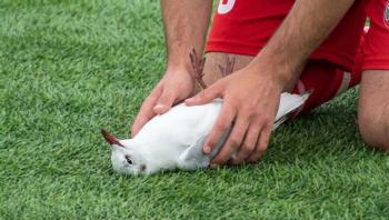 Jugador salva a gaviota con RCP en partido de liga amateur en Estambul