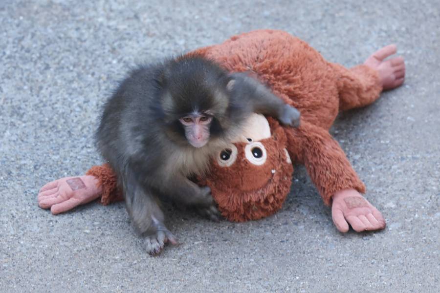 Video de Punch enternece al mostrar su apego a un peluche durante su adaptaci&oacute;n
