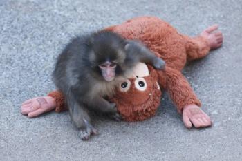 Zool&oacute;gico de Ichikawa aclara que Punch no est&aacute; en peligro y que los monos con p&eacute;rdida de pelo no est&aacute;n enfermos