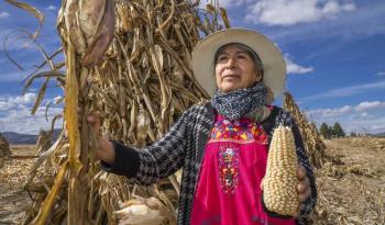 Atiende AGRICULTURA 3 mil 514 solicitudes de productores de ma&iacute;z blanco para pago de incentivos