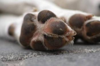 Investigan posible envenenamiento de perros en la colonia Santa Rosa, Ciudad Valles