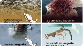 Conapesca anuncia vedas y periodos de aprovechamiento para marzo en 11 estados