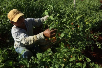 Guerrero env&iacute;a a 46 jornaleros agr&iacute;colas a Florida bajo programa de migraci&oacute;n laboral regulada