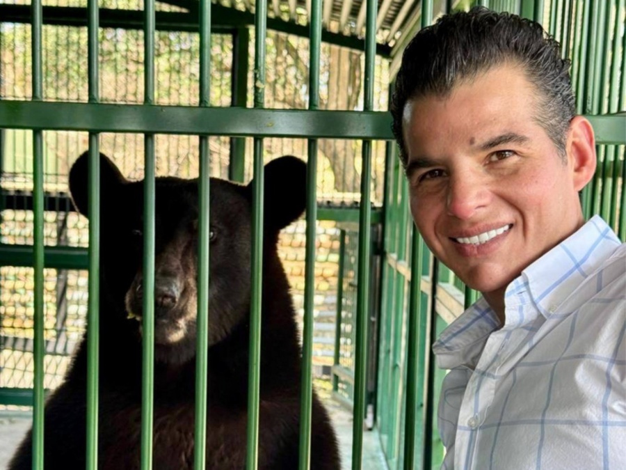 Oso negro ‘Tadeo’ muestra recuperaci&oacute;n favorable tras ocho meses de rescate en Nuevo Le&oacute;n