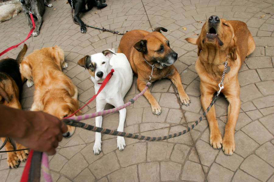 CDMX busca endurecer sanciones para pasear perros sin correa y promover la tutela responsable