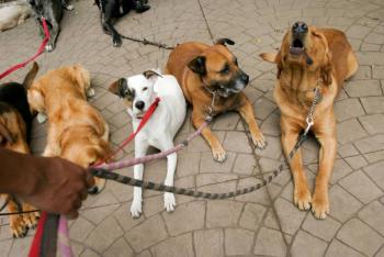 CDMX busca endurecer sanciones para pasear perros sin correa y promover la tutela responsable