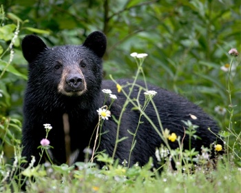 Autoridades ambientales y empresa privada impulsan protecci&oacute;n del oso negro mexicano