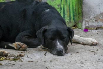 CDMX impulsa estrategia integral para eliminar abandono de perros en la v&iacute;a p&uacute;blica
