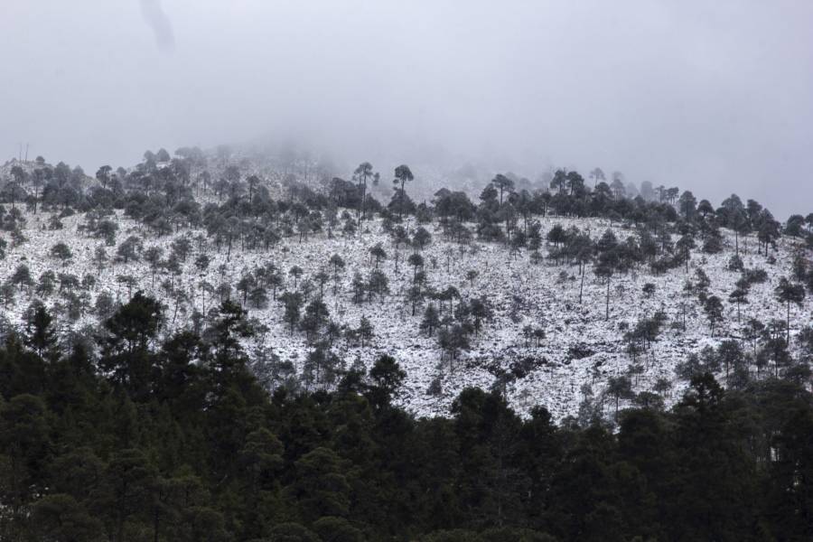Se protegen más de 85 hectáreas de suelo verde en el Ajusco