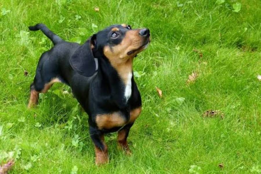 Carrera de perros salchicha sobre hielo recauda fondos para apoyar a mascotas