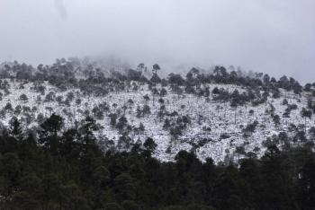 Se protegen m&aacute;s de 85 hect&aacute;reas de suelo verde en el Ajusco