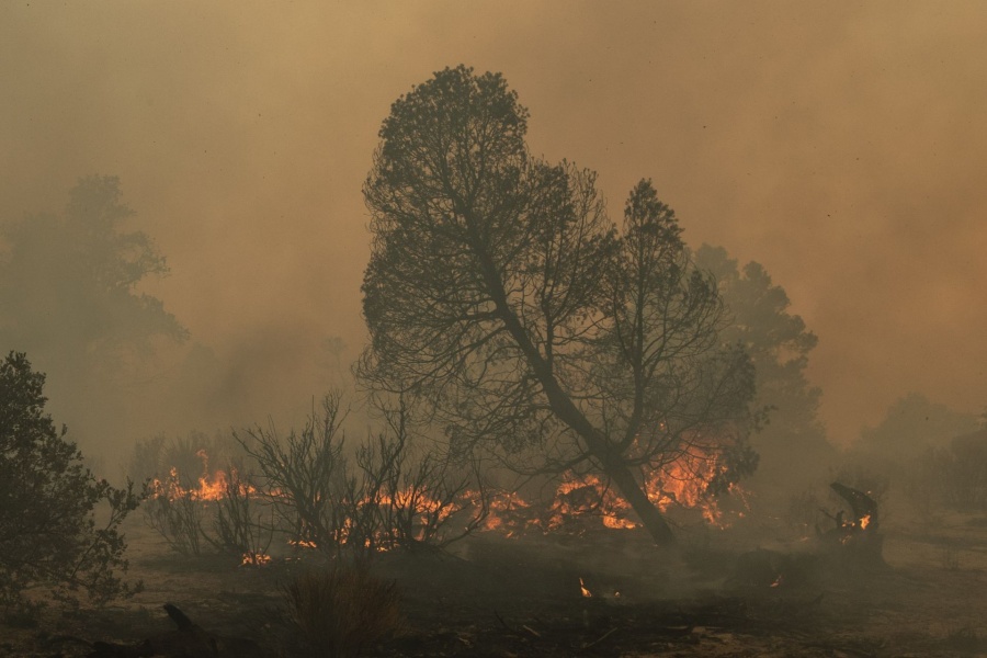 Proponen incrementar penas por incendios forestales en C&oacute;digo Penal de San Luis Potos&iacute;