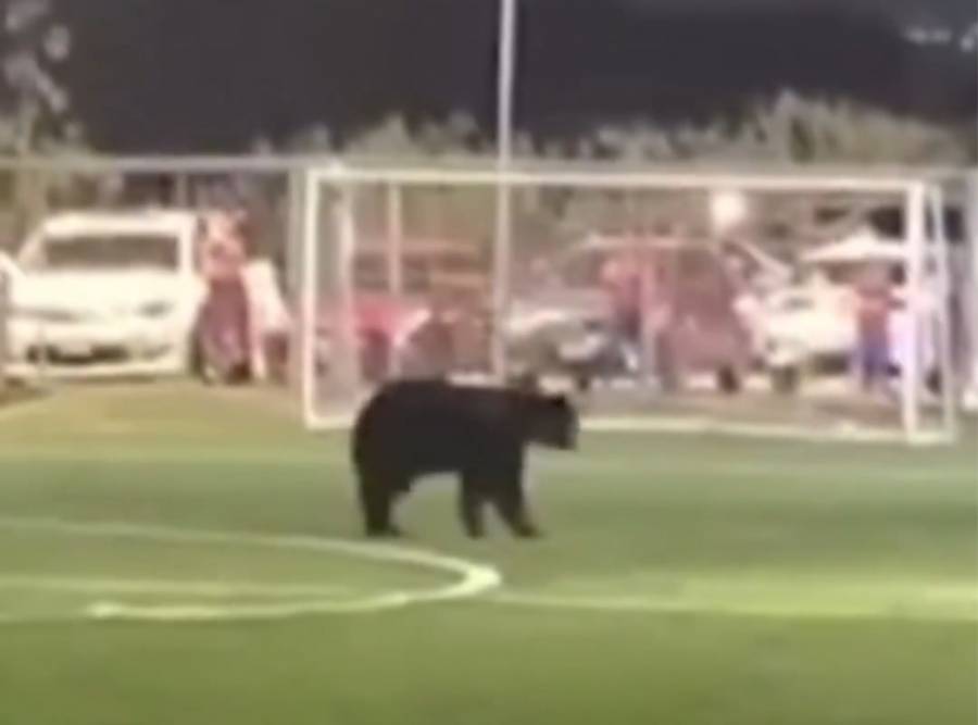 Oso negro sorprende a j&oacute;venes durante pr&aacute;ctica de futbol americano en Nuevo Le&oacute;n