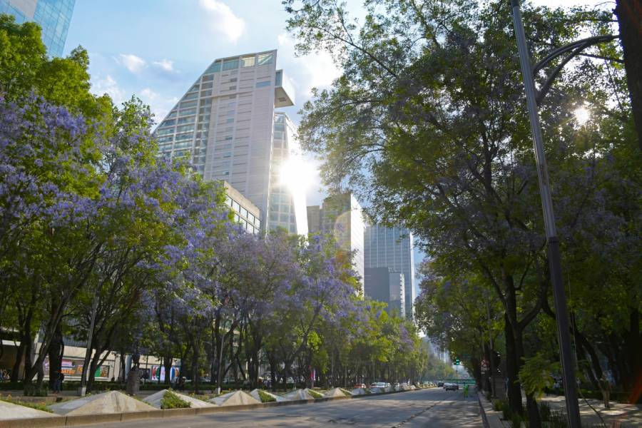 La CDMX florece para el mundo… Las Jacarandas, emblema turístico de la Ciudad de México