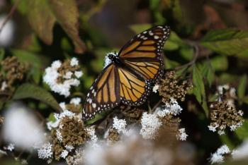 Mariposa Monarca cruza frontera con radiotransmisor tras recorrer 855 km