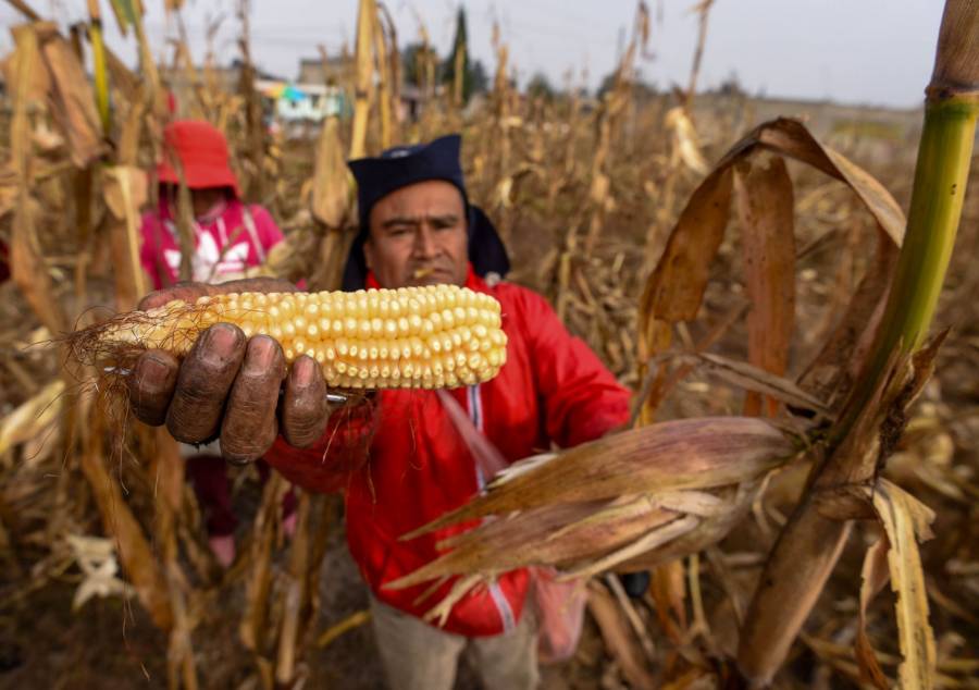 Propuesta presidencial busca mejorar condiciones laborales en el campo