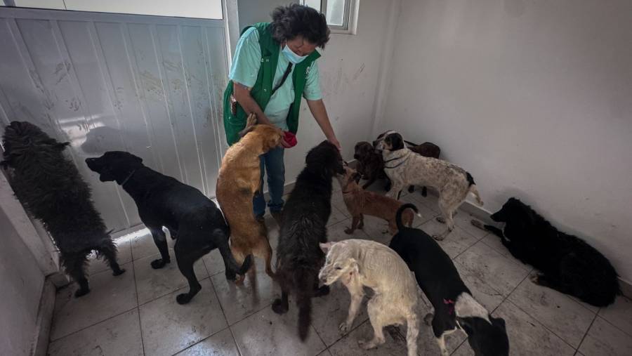 Refugio promueve amparo para frenar adopci&oacute;n de animales rescatados en la Ciudad de M&eacute;xico