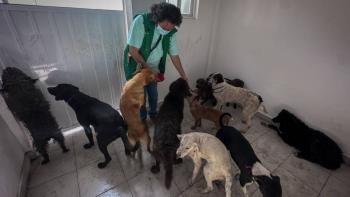 Refugio promueve amparo para frenar adopci&oacute;n de animales rescatados en la Ciudad de M&eacute;xico