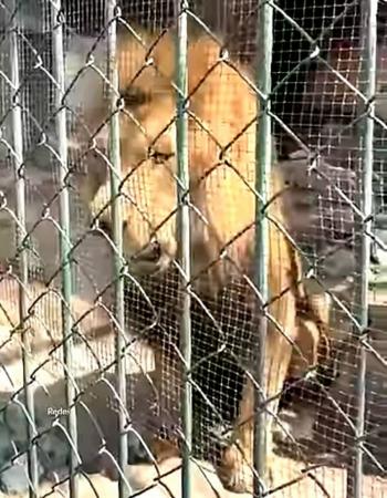 Le&oacute;n africano del Zool&oacute;gico Parque del Pueblo en Neza est&aacute; en buen estado tras inspecci&oacute;n de Profepa