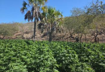 Armada de M&eacute;xico detecta plant&iacute;os de marihuana y asegura precursores qu&iacute;micos en Sinaloa