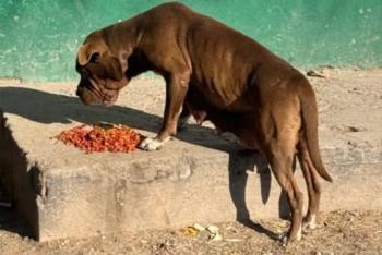 M&aacute;s de 80 perritos en San Lu&iacute;s Potosi dependen de una persona, ¿c&oacute;mo ayudarlo?