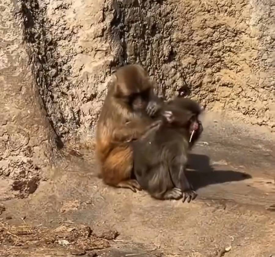 Punch deja atr&aacute;s la soledad y ahora comparte su vida con Aiko