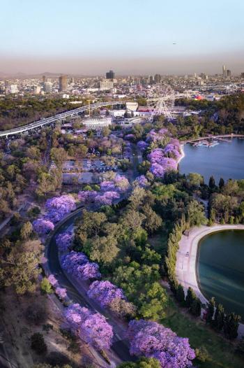 Jacarandas florecen antes de primavera en CDMX