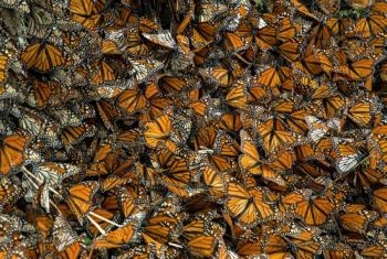 M&eacute;xico refuerza acciones internacionales para proteger a la mariposa monarca; se avanza en fondo de quienes usen su imagen