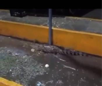 Cocodrilo irrumpe en central de abastos de Villahermosa