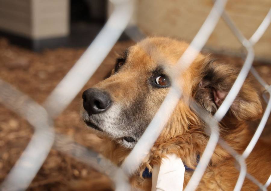 Poder Judicial autoriza adopción de 936 animales rescatados del Refugio Franciscano en CDMX