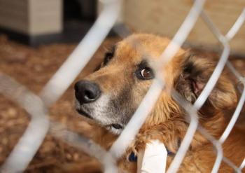 Poder Judicial autoriza adopci&oacute;n de 936 animales rescatados del Refugio Franciscano en CDMX