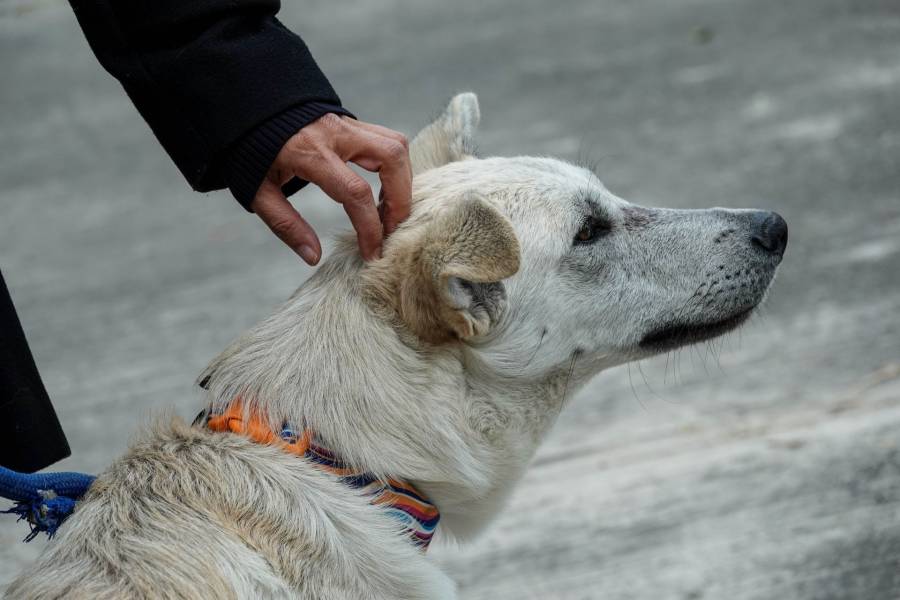 Rescatan m&aacute;s de 700 animales en vivienda ligada a grupo criminal en Ecatepec