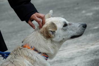 Rescatan m&aacute;s de 700 animales en vivienda ligada a grupo criminal en Ecatepec