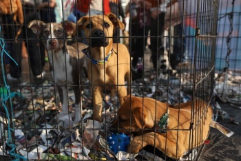 Aumenta la adopci&oacute;n de mascotas como reflejo de cambios sociales y emocionales