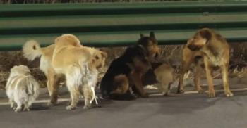 Siete perros escapan de sus captores y regresan a casa liderados por un corgi en China