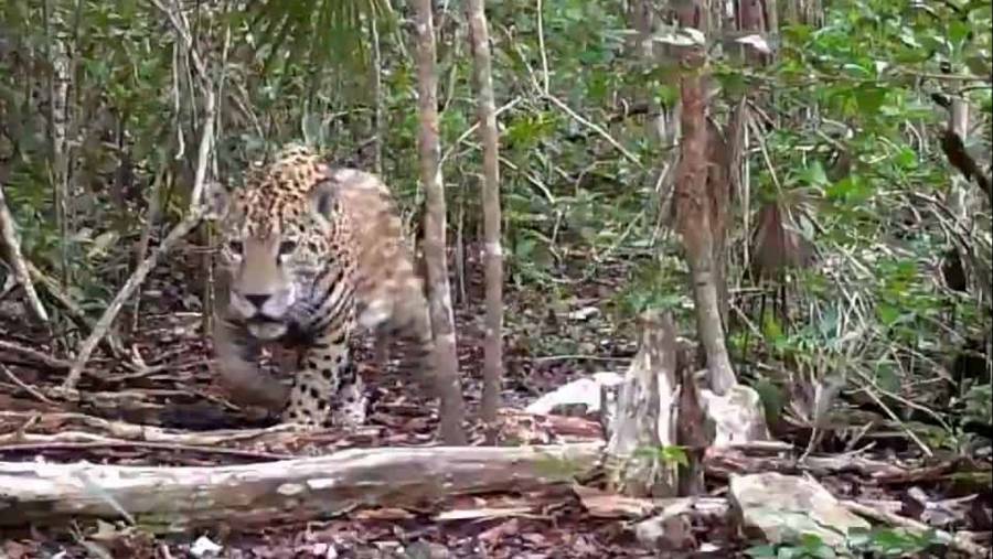 Registran por primera vez al jaguar en la Reserva de la Biosfera Sierra Gorda de Guanajuato