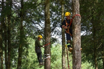 Plaga de gusano descortezador afecta bosques y econom&iacute;a forestal en la sierra de Durango